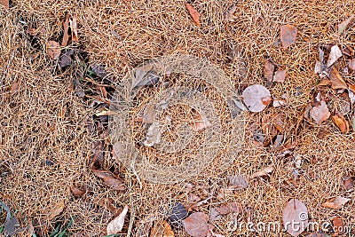 Natural texture of dry larch needles and old leaves on the ground in the fall. Stock Photo