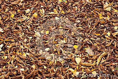 Natural texture of fallen chestnut leaves Stock Photo