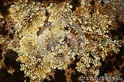 Natural Texture Mold Growth Stock Photo