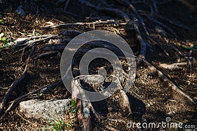 Natural texture of the roots on the ground. Stock Photo