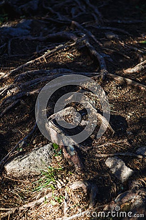 Natural texture of the roots on the ground. Stock Photo