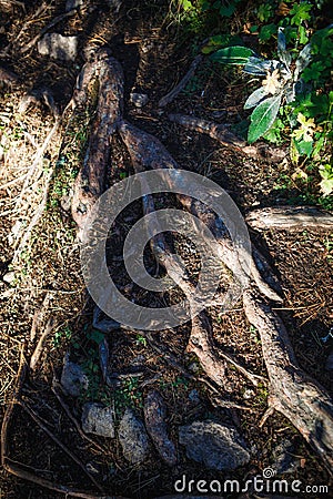 Natural texture of the roots on the ground. Stock Photo