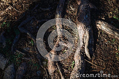 Natural texture of the roots on the ground. Stock Photo