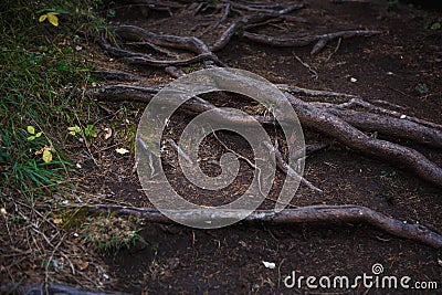 Natural texture of the roots on the ground. Stock Photo