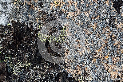 Natural texture of a stone covered with lichen. Lichenes patterns on a rock surface. Stock Photo