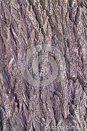 Dark brown wood texture.Willow bark. Stock Photo