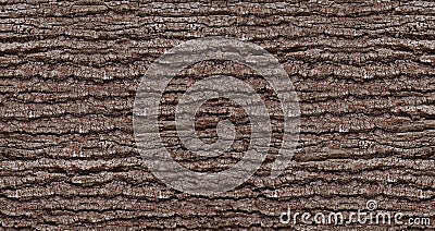 Natural tree bark texture Stock Photo