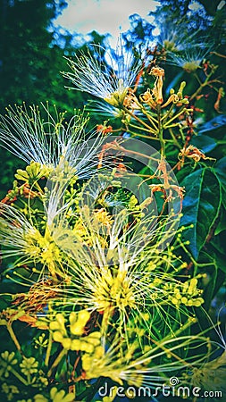 Natural tree flo.... Stock Photo