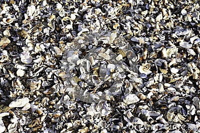 Natural Tropical East Coast Crushed Shell Bed, Uvongo, South Africa Stock Photo