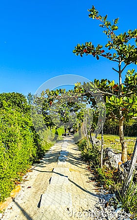 Natural tropical way walking path jungle nature palm trees Mexico Stock Photo