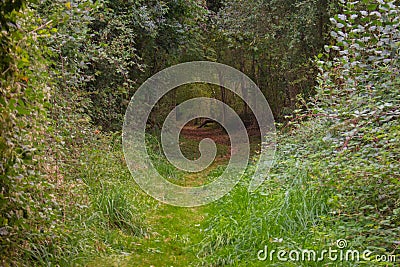 Natural tunnel in deep forest. Footpath in autumn woods. Mysterious forest in fall. Fairy landscape. Pathway in the forest. Stock Photo