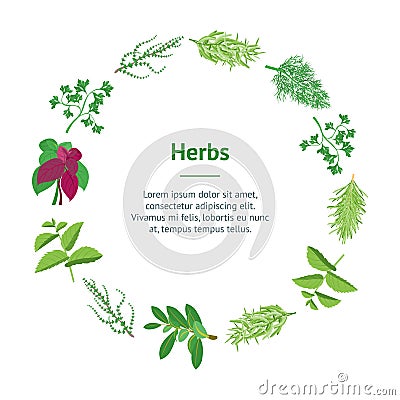 Herb Banner Card Circle Dill, Parsley, Basil, Mint, Rosemary, Laurel and Thyme. Vector Vector Illustration