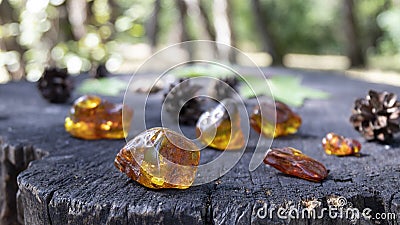 Natural unprocessed pieces of Baltic amber on the stump. Stock Photo