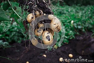 Natural vegetable fresh agriculture food. Raw green potato in the ground Stock Photo