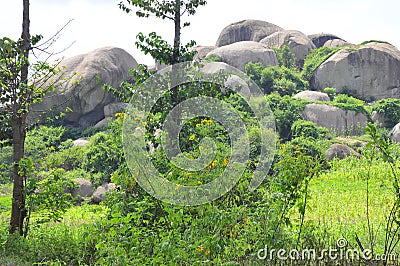 Natural vegetation that attracts visitors Stock Photo