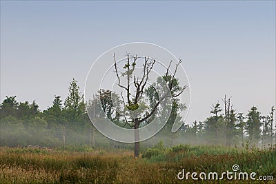 Natural vegetation in biotope with leafless tree in the foreground and light morning fog. Stock Photo