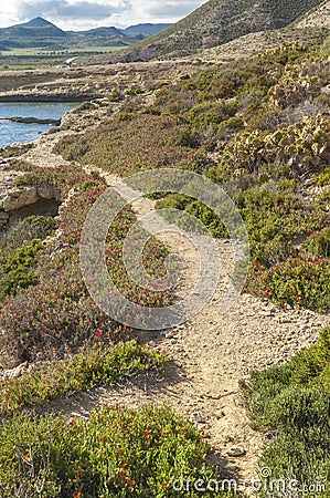 Vegetation with wild flowers on a cliff path Stock Photo