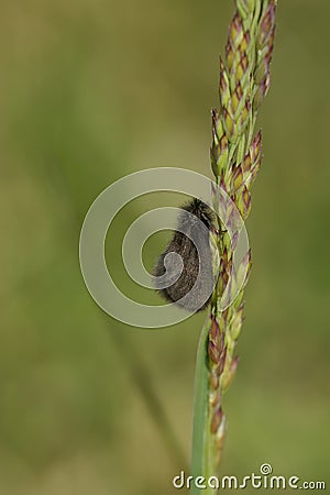 Vertical closeup on a male of the rare , black Round-winged bagworm micro moth, Epichnopterix plumella Stock Photo