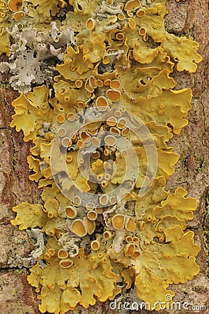 Vertical detailed closeup on a yellow scale or maritime sunburst lichen, Xanthoria parietana Stock Photo