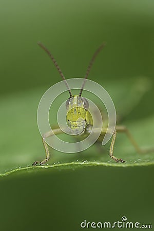 Vertical frontal closeup on the European meadow grasshopper, Pseudochorthippus parallelus Stock Photo