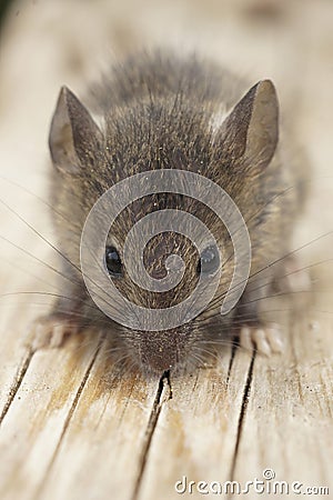 Vertical frontal view on a small juvenile Common house mouse, Mus musculus sitting on wood Stock Photo