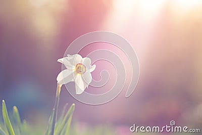 Natural view of daffodil flower bloom in garden with green grass as nature background Stock Photo