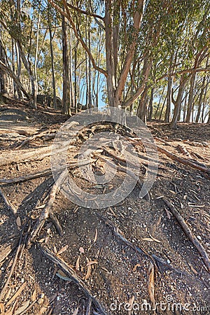 Natural view of forest in Cape Town. Trees with roots in nature with beauty surrounding the great outdoors. Beautiful Stock Photo