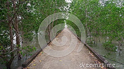 Concrete walkway pier against the backdrop of the green Avicennia marina forest Stock Photo