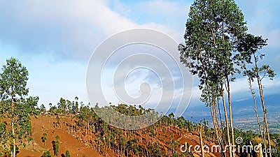 Natural view of the hill on the cikuray mountain Stock Photo