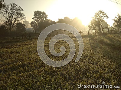 Natural view of sunrise at wheat fields Stock Photo