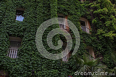 Natural wall on building Stock Photo