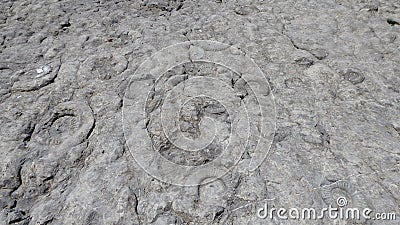 Natural wall of fossils Stock Photo