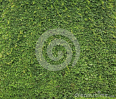 Natural wall made of leaves Stock Photo