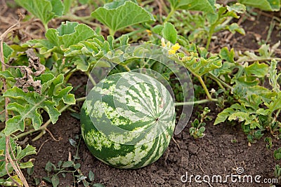 Natural watermelon growing in the field Stock Photo