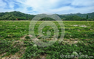 Natural watermelon growing in the field Stock Photo