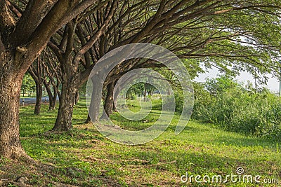 Natural way with Samanea saman, Big rain tree Stock Photo