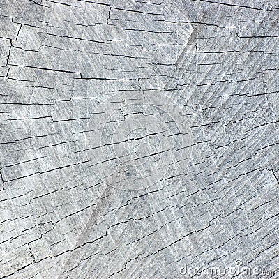 Natural Weathered Grey Tree Trunk Cut Stump Texture Pattern Detail, Large Detailed Bright Textured Background Stock Photo