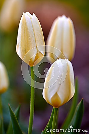 Natural white closeup landscape view of tulips. Isolated group of flowers growing from stems with natural details. Green Stock Photo