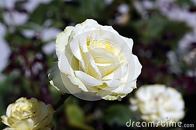 Natural white rose blossoming on a bush close-up frame Stock Photo