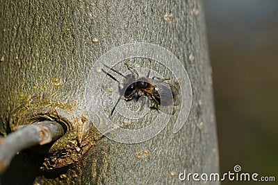 Closeup on a male mellow miner bee, Andrena mitis warming up on a piece of wood Stock Photo