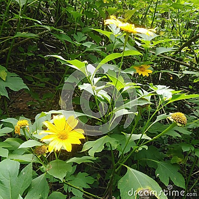 Natural wildflower branches green leaves beautiful Sri Lanka Stock Photo