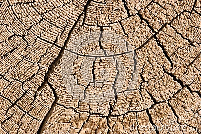 Natural wood texture closeup Stock Photo