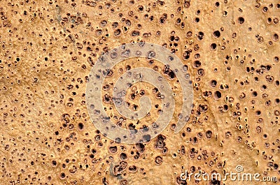 Natural wooden, corc crust a texture - closeup, beige background. Stock Photo