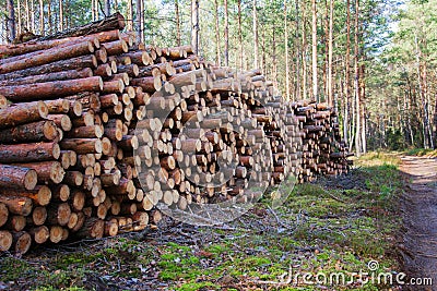 Natural wooden logs cut and stacked in pile, felled by the logging timber industry. Pile of felled pine trees in the forest Stock Photo