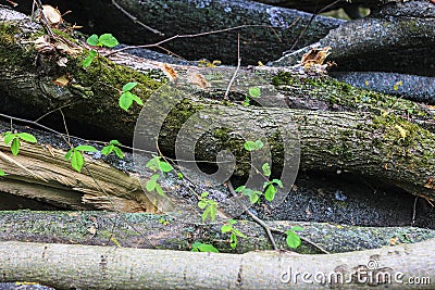 Natural wooden texture Stock Photo