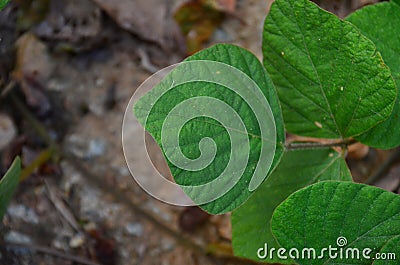 natural world can be understood as the nature of God's creation that covers the aspects found around humans Stock Photo