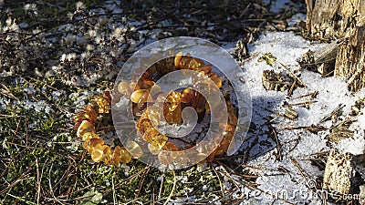 Natural yellow amber bracelets on a snow outside. Stock Photo