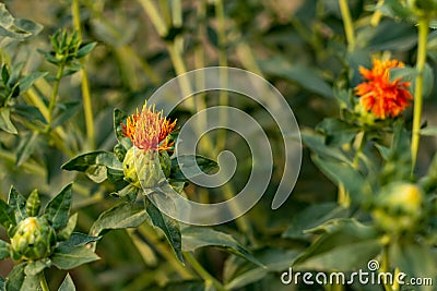 Natural yellow red green color plants called Safflower flower Stock Photo