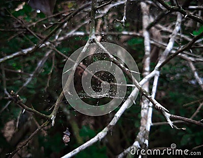 Naturale tree in vilage Stock Photo