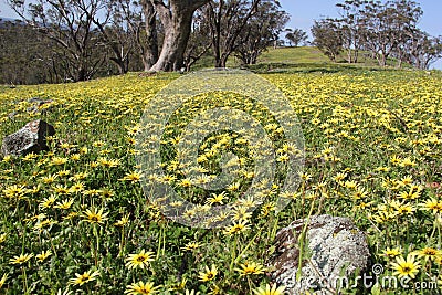 Naturalised Daisys - Victoria's Goldfields Stock Photo